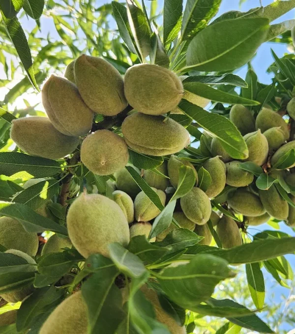 Almonds Growing with Carbonic Acid in Parlier