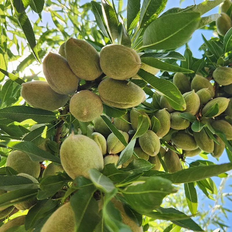 Almonds Growing with Carbonic Acid in Parlier