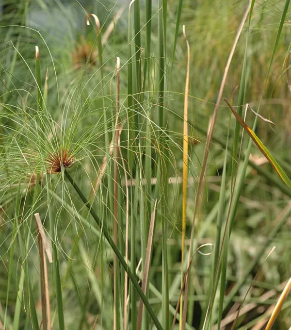 Cyperus-papyrus- -008