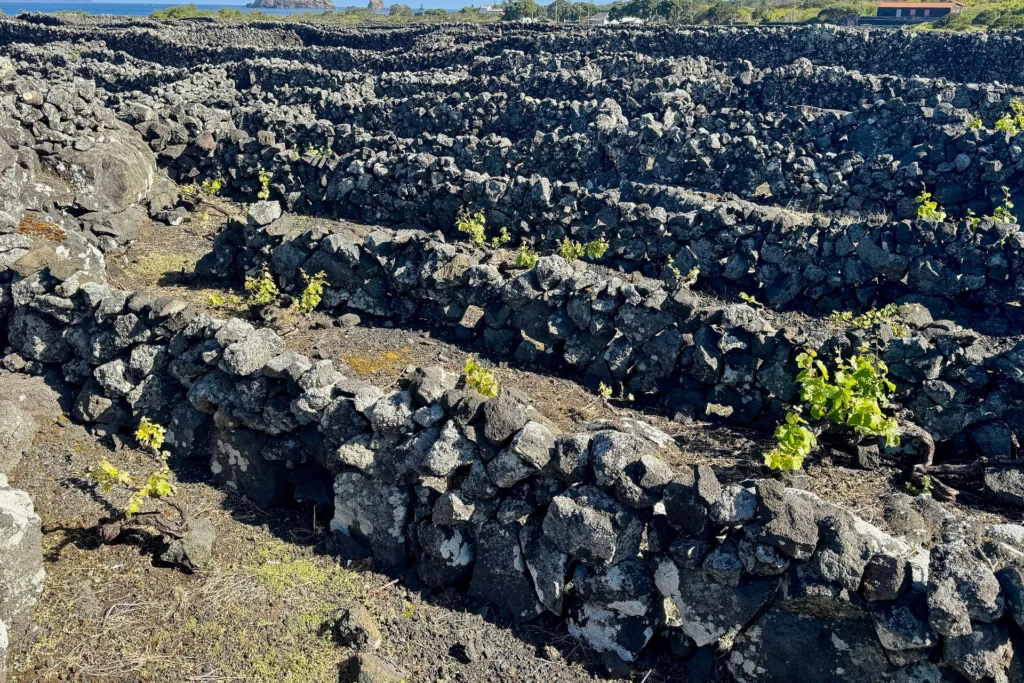 Old vines in the Czar vineyard on Pico Island
